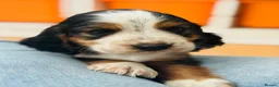 Cocker Spaniel dogs for sale: Cocker Spaniel puppies  in Widnes - Advert 6