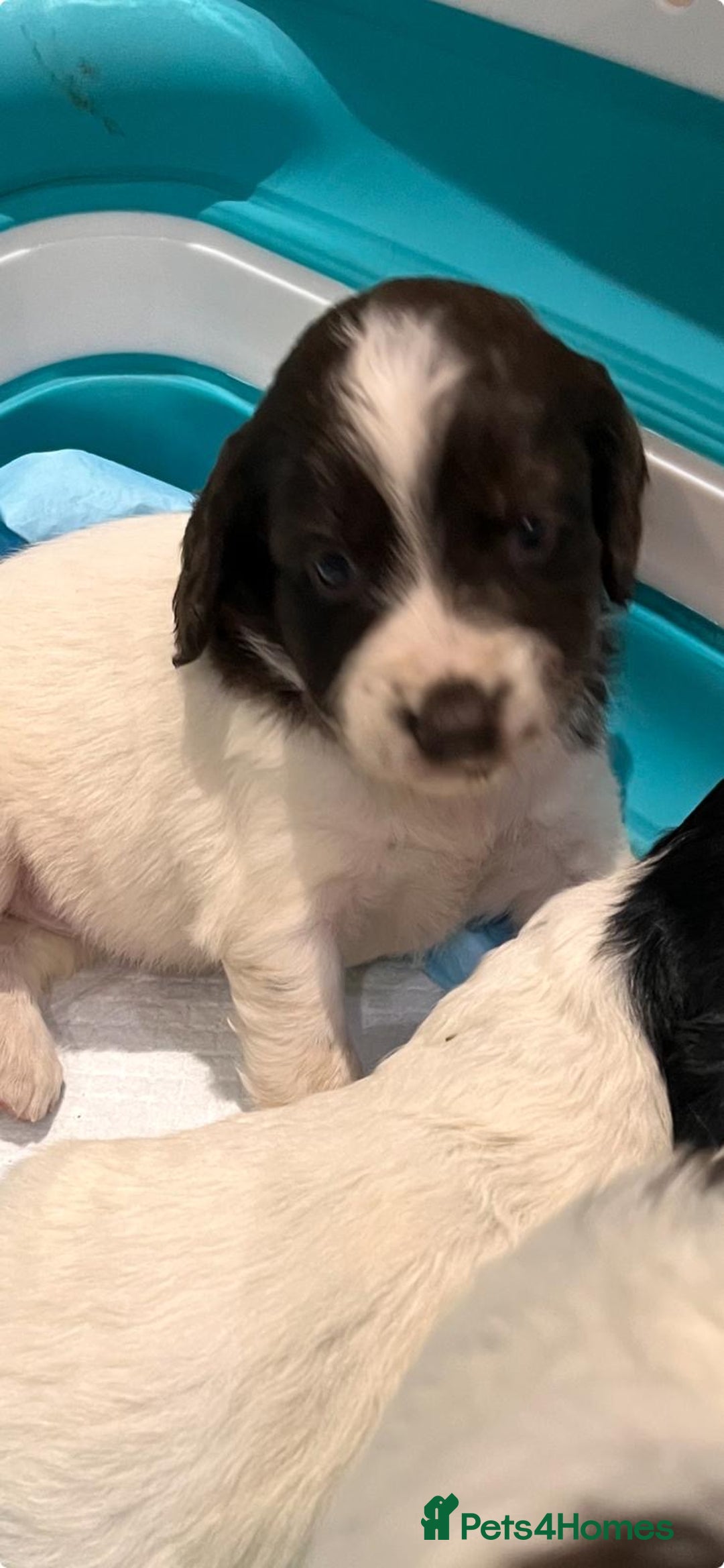 Sprocker dogs for sale: Beautiful Sprocker puppies - Advert 3