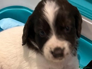 Sprocker dogs Beautiful Sprocker puppies - Advert 17