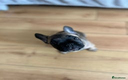 French Bulldog dogs for sale: Fluffy Gene Carrying Frenchies - Image 21
