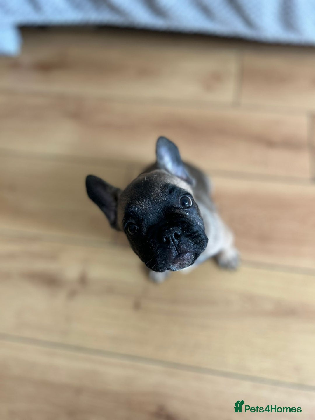 French Bulldog dogs for sale: Fluffy Gene Carrying Frenchies - Image 21