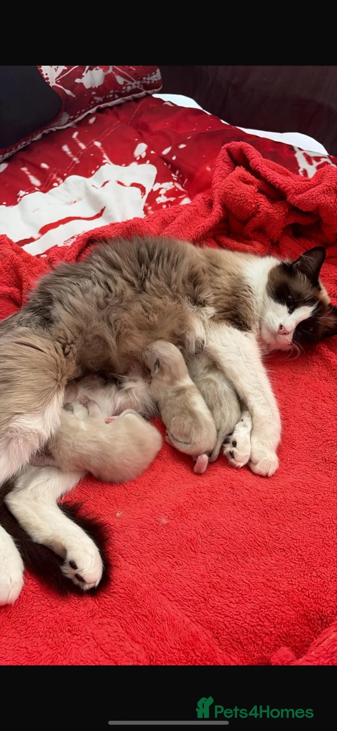 Ragdoll cats for sale: Gorgeous ragdoll kittens for sale - Advert 1