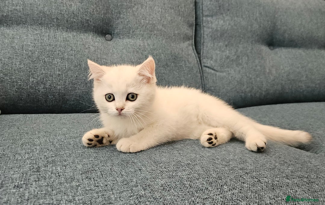 Scottish Fold cats for sale: Excellent Scottish straight kittens  - Image 9