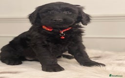 Goldendoodle dogs for sale: Stunning Goldendoodle puppies - Image 19