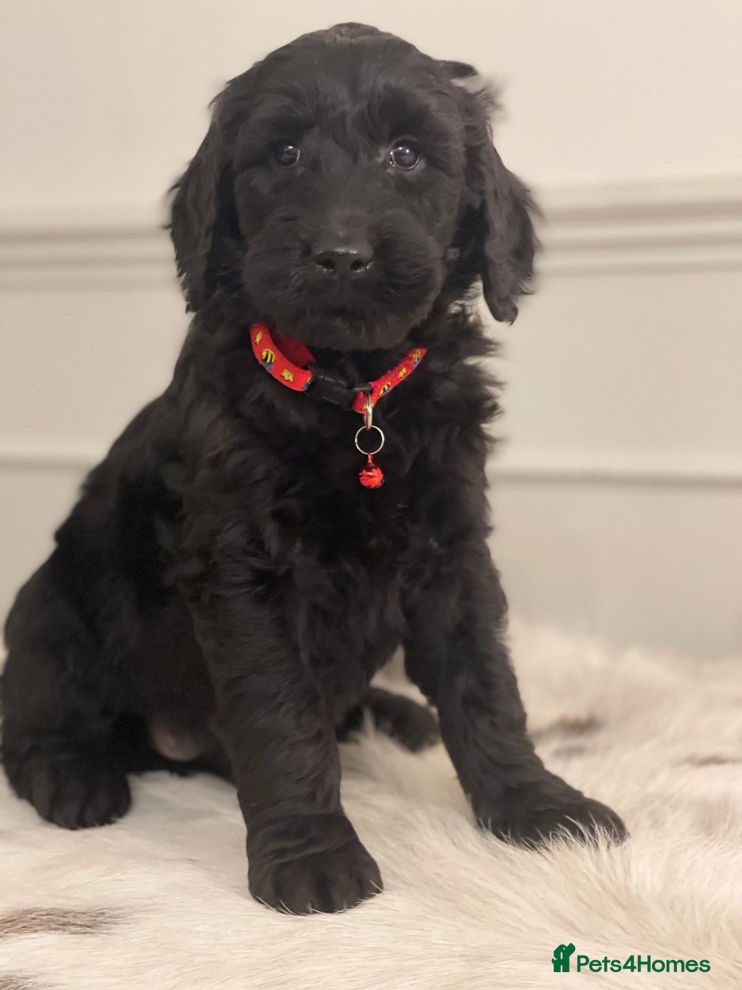 Goldendoodle dogs for sale: Stunning Goldendoodle puppies - Image 19