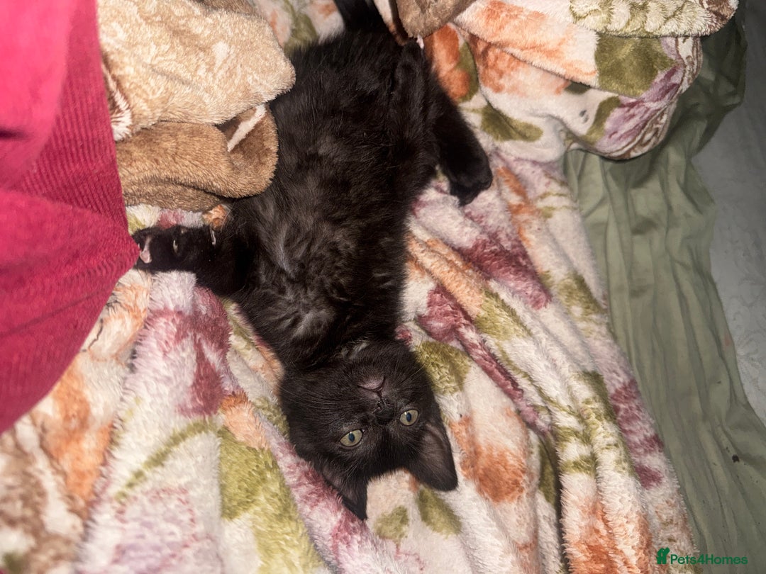 Domestic Shorthair cats for sale: British Shorthair x Black Domestic  - Image 6