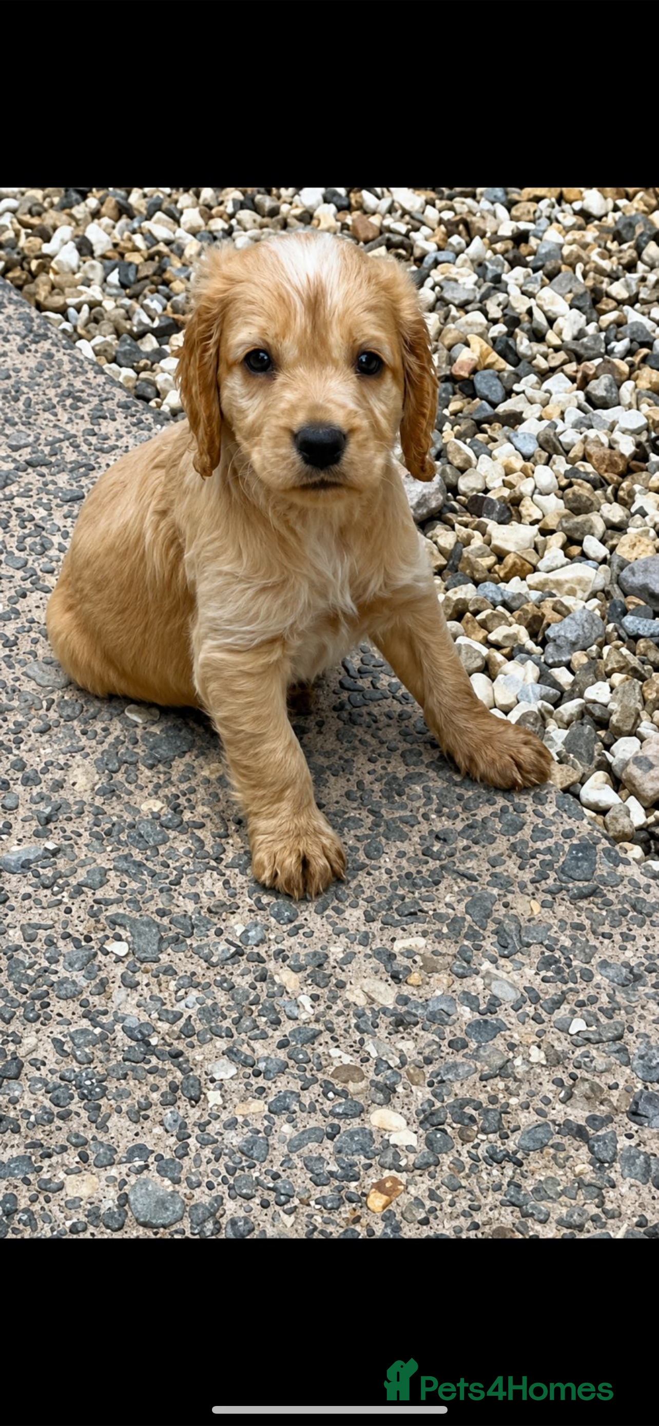 Cocker Spaniel dogs Two beautiful cocker spaniel puppies  - Advert 1