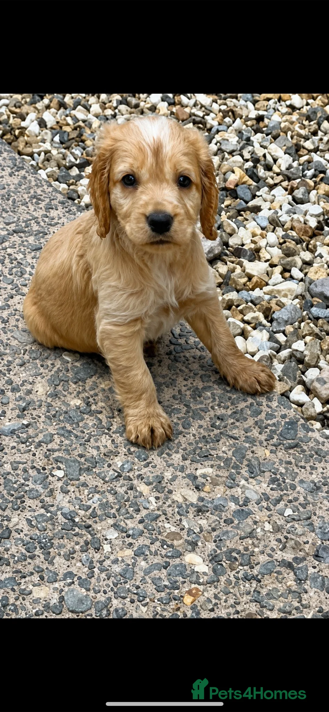 Cocker Spaniel dogs for sale: Two beautiful cocker spaniel puppies  in Tiverton - Advert 1