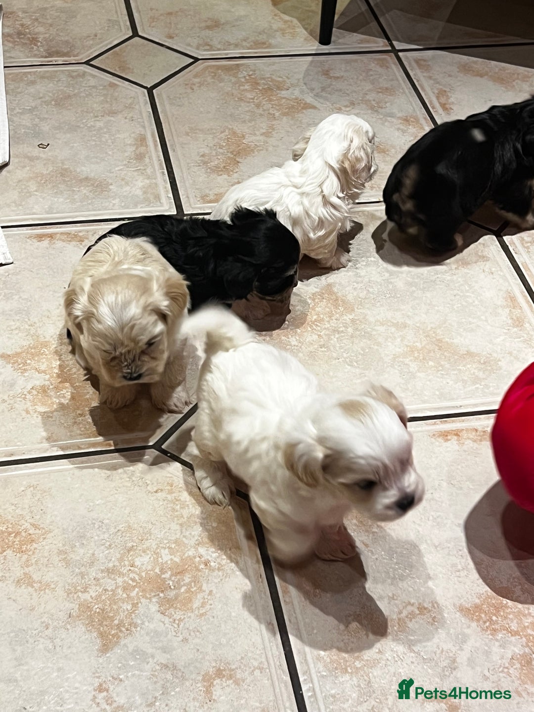 Bichon Frise dogs for sale: Bichon fries ready to go ! - Advert 17