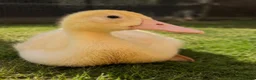 Ducks poultry for sale: Braddock White Duck in Waltham Cross - Advert 2