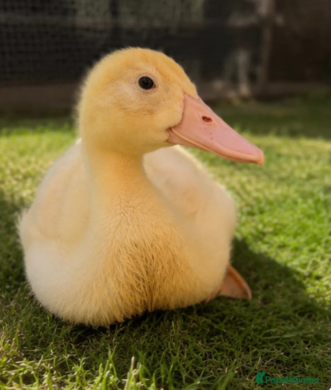 Ducks poultry for sale: Braddock White Duck in Waltham Cross - Advert 2