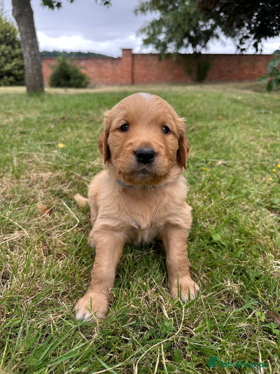 Golden Retriever dogs for sale: 4 KC registered Golden Retriever puppies  - Image 20