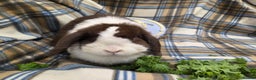 Mini Lop rabbits for sale: Mini lop bunnies - Advert 4