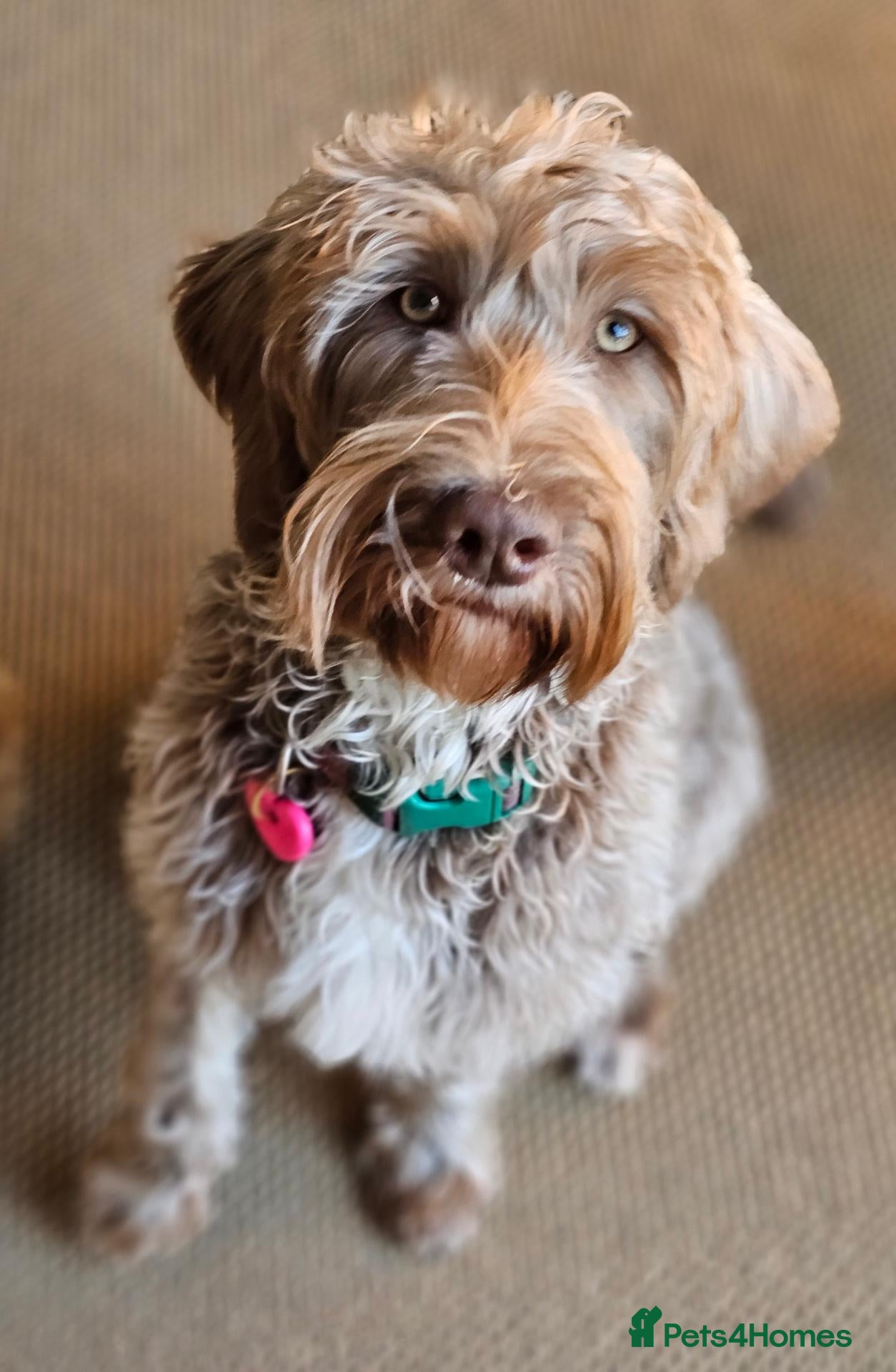 Labradoodle dogs Beautiful miniature labradoodle - Advert 1