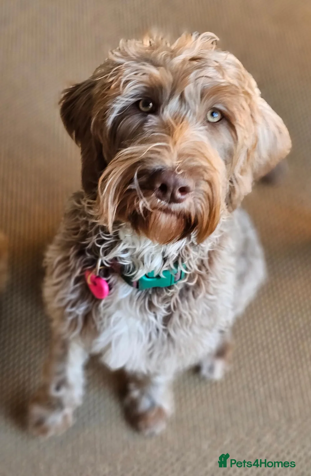 Labradoodle dogs for sale: Beautiful miniature labradoodle - Advert 1
