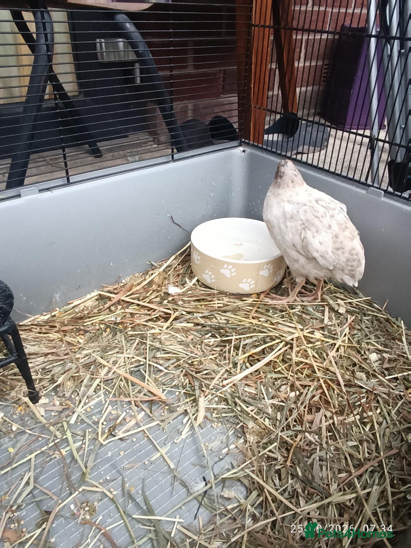 Quail poultry 2 eight week old quails - Advert 6