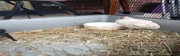 Quail poultry for sale: 2 eight week old quails in Manchester - Advert 1
