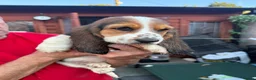 Basset Hound dogs for sale: Long haired basset hound puppies in Port Talbot - Advert 5