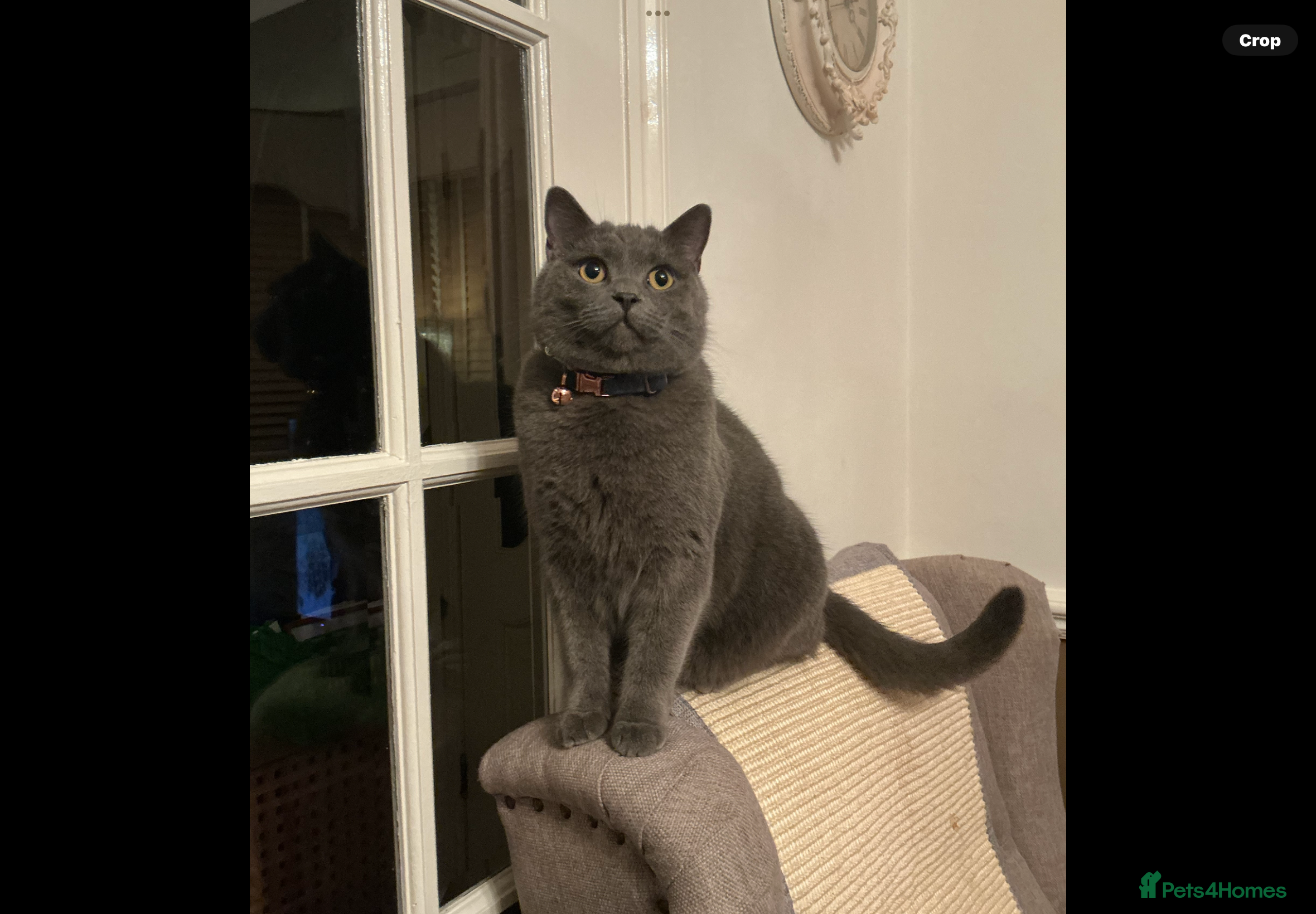British Shorthair cats British Shorthair (Blue/Grey) – Loving Home Wanted - Advert 1