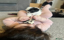 Zuchon dogs for sale: Shihzu x Bichon x Westie - Image 7