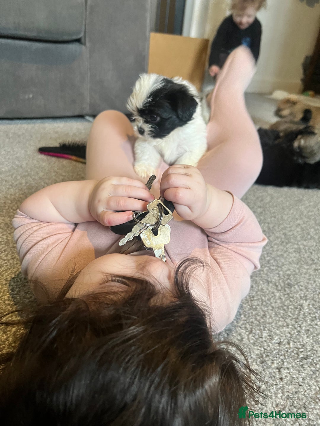 Zuchon dogs for sale: Shihzu x Bichon x Westie - Image 7