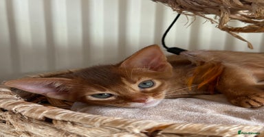 Abyssinian cats - Advert 1