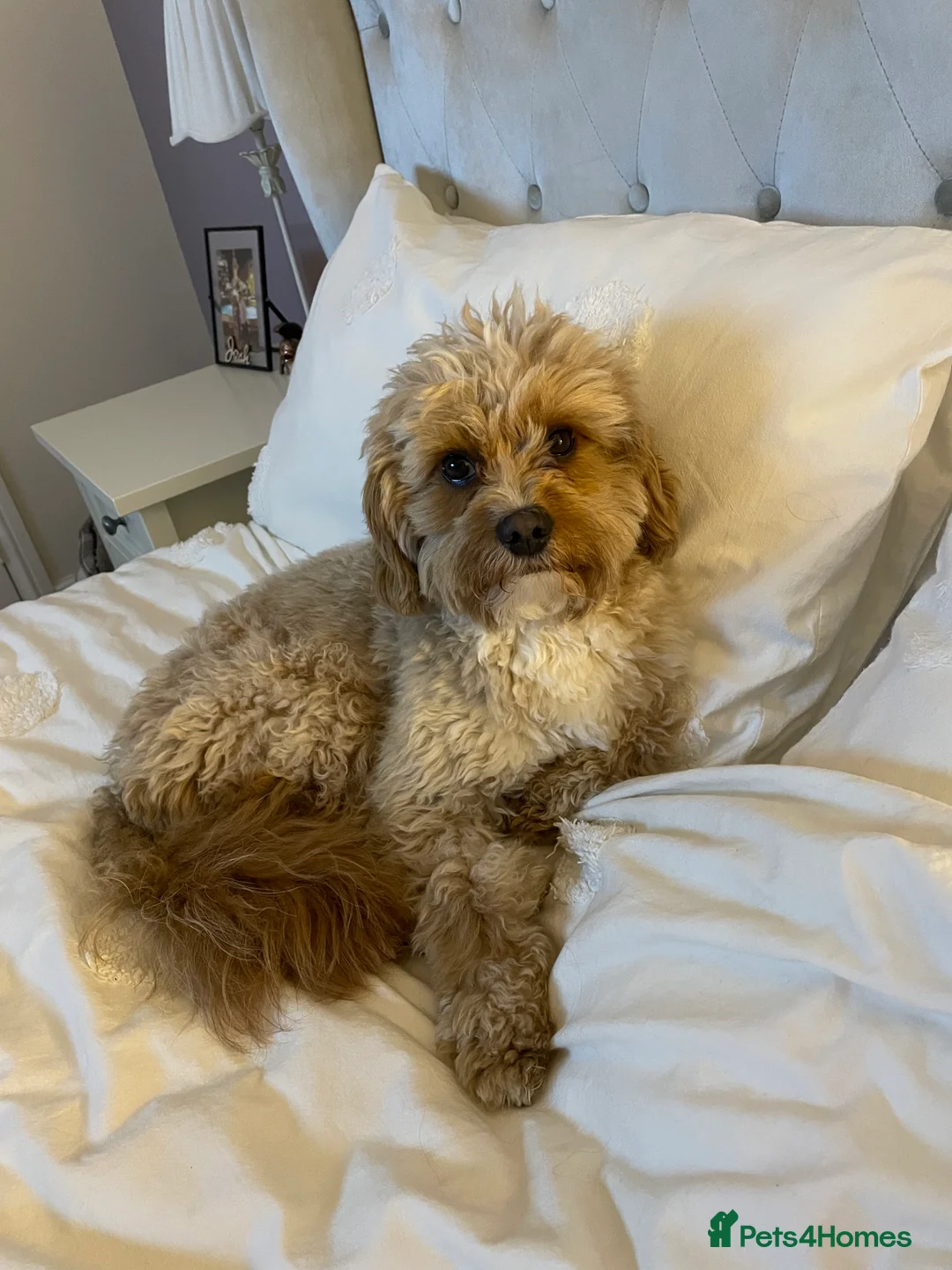 Cavapoo dogs for stud: Proven Toy Cavapoo Stud Extensively Health Checked in Preston - Advert 17