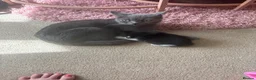 British Shorthair cats for sale: Gorgeous kitten's  - Advert 2