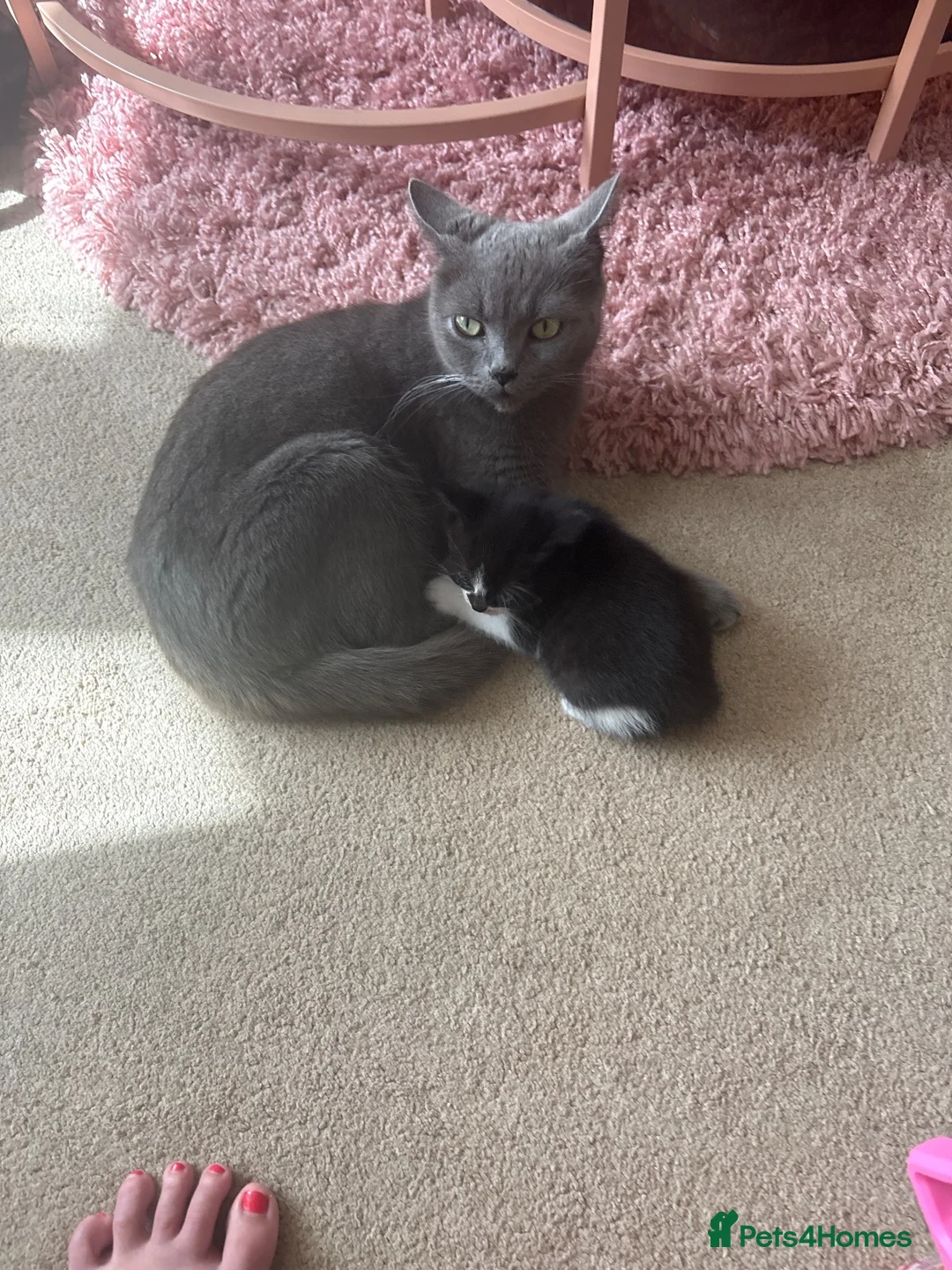 British Shorthair cats for sale: Gorgeous kitten's  - Advert 2