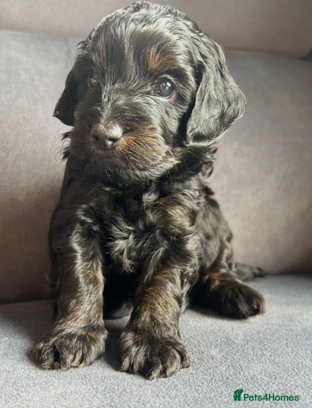 Cockapoo dogs Cockapoos - Phantom and Black boy available - Advert 3