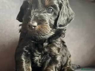 Cockapoo dogs Cockapoos - Phantom and Black boy available - Advert 3