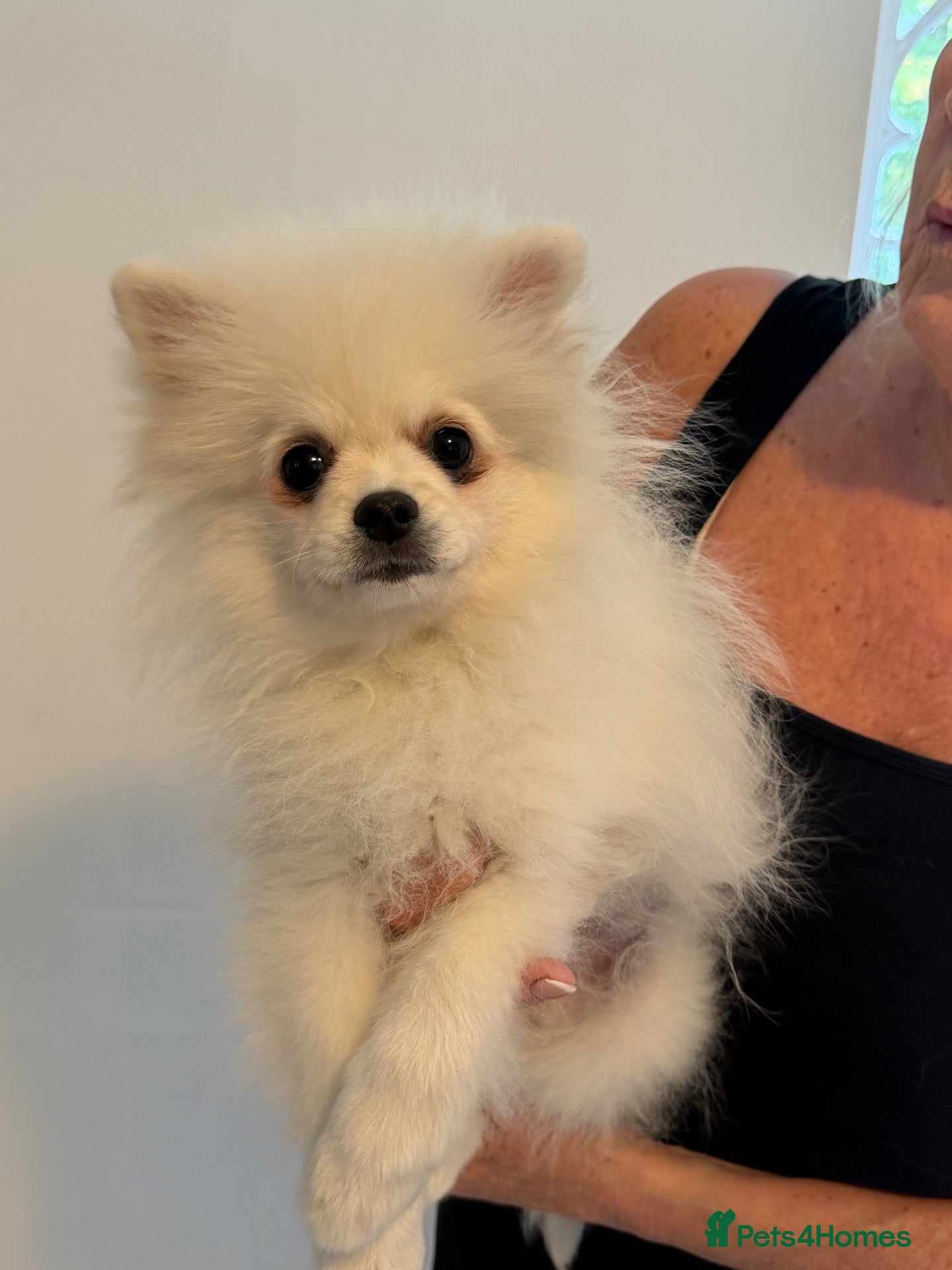 Pomeranian dogs Beautiful Pomeranian Puppies ready now!! - Advert 1