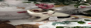Mixed Breed Kitten 8