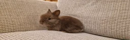 Lionhead rabbits for sale: Purebred Lionhead babies - Advert 5