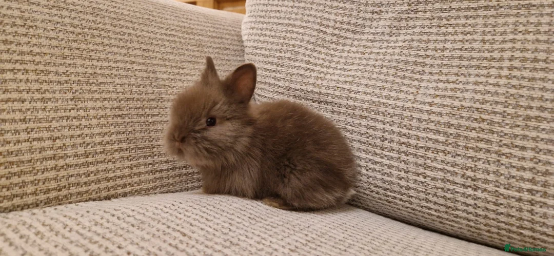 Lionhead rabbits for sale: Purebred Lionhead babies - Advert 5
