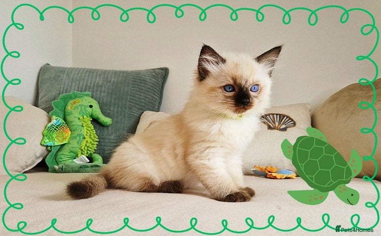 Ragdoll cats - Advert 4