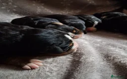 Bernese Mountain Dog dogs for sale: Bernese Mountain Dog – Best Friend for Life ❤️ - Image 7