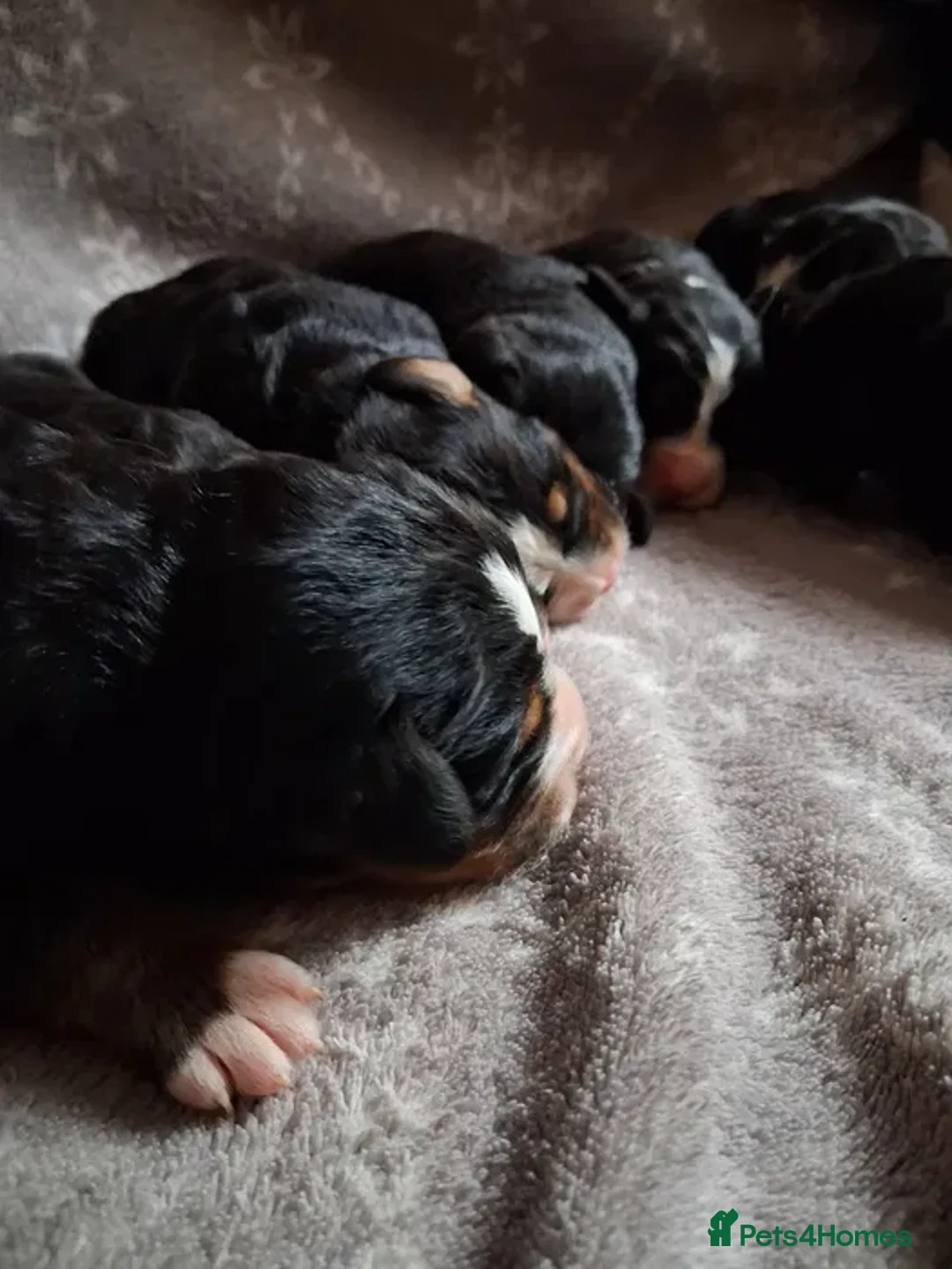 Bernese Mountain Dog dogs for sale: Bernese Mountain Dog – Best Friend for Life ❤️ - Image 7