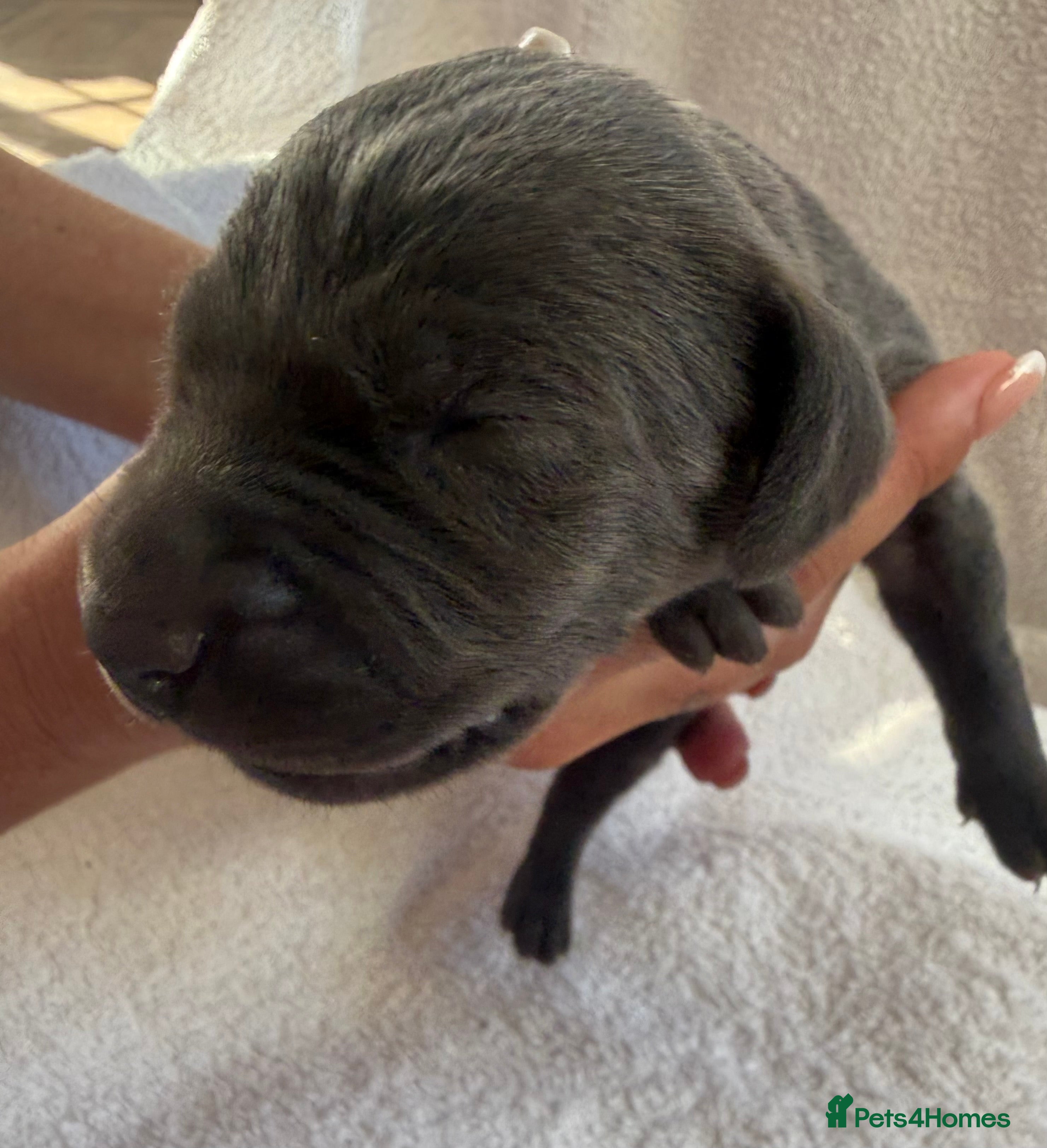 Weimaraner dogs KC Reg Weimaraner Puppies Silver & Blue - Advert 2