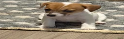 Mixed Breed dogs for sale: 3/4 Jack Russell puppies  in Esher - Advert 5