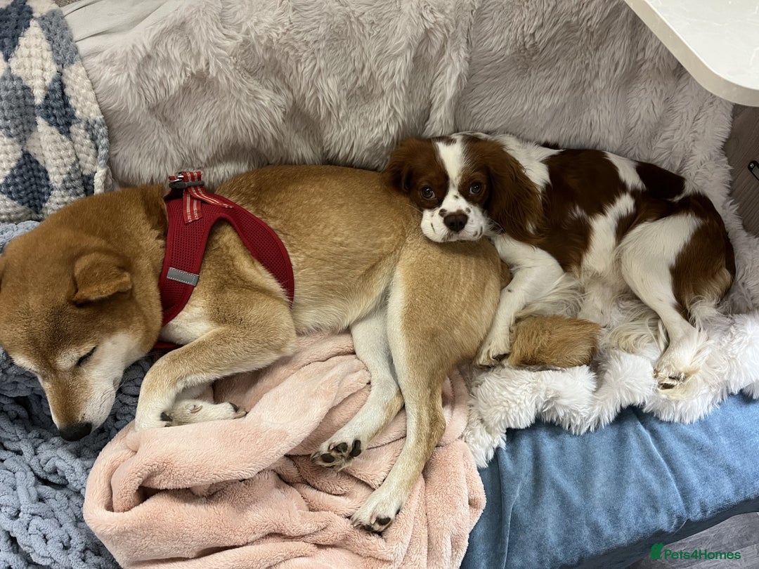 Cavalier King Charles Spaniel dogs for stud: Chocolate KC Health Tested Blenheim Stud - Advert 2