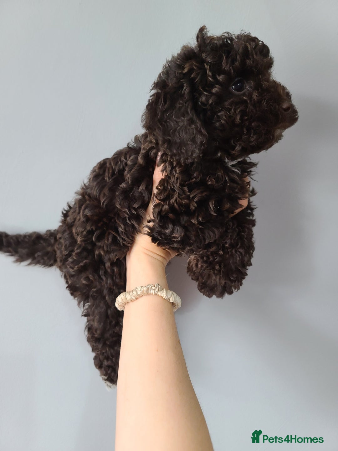 Cavapoo dogs for sale: Chocolate F1B Cavapoos. Health Tested.  - Image 15