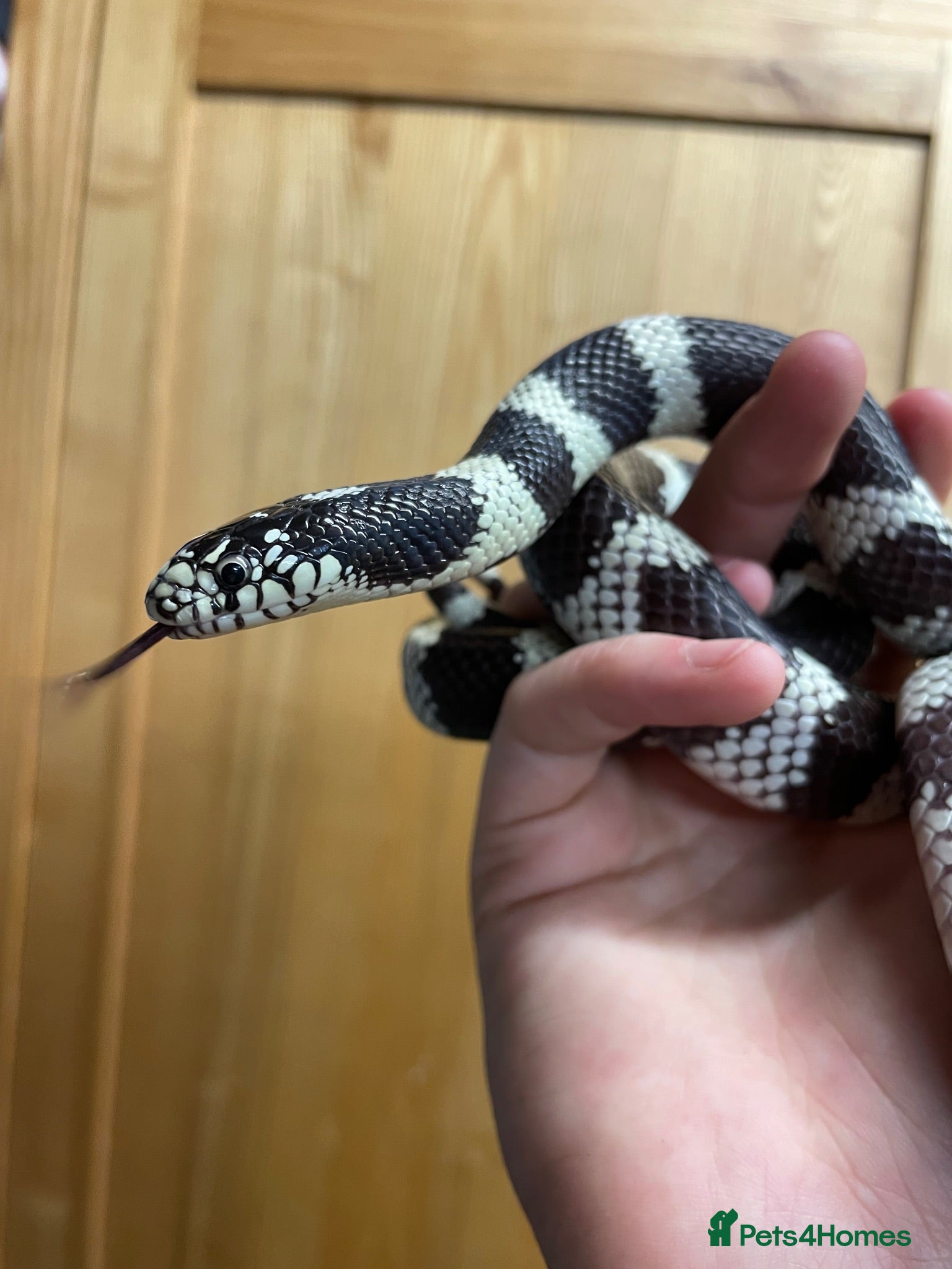 King Snake reptiles California King Snake - Advert 2