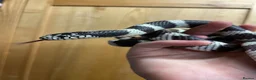 King Snake reptiles for sale: California King Snake - Advert 1