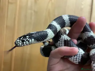 King Snake reptiles California King Snake - Advert 1