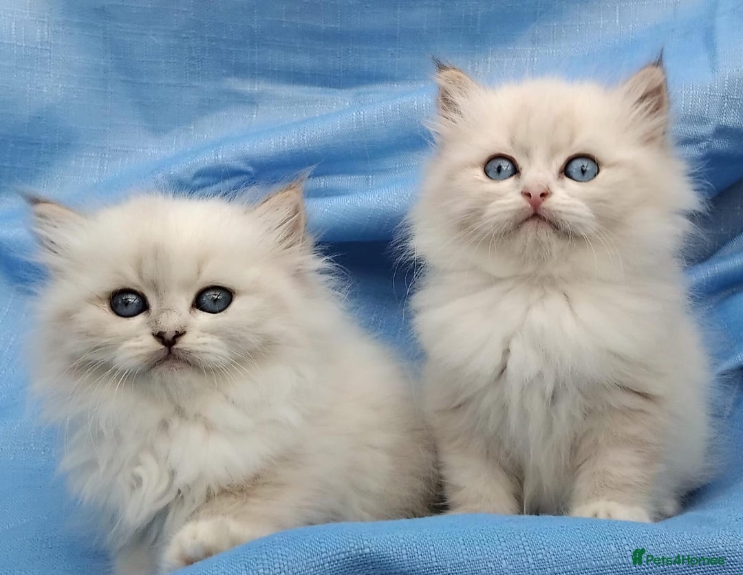 Siberian cats for sale: GCCF Registered Siberian kittens for sale  - Image 7