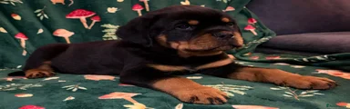 Dark Green Collar Boy