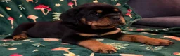 Rottweiler dogs for sale: Beautiful Rottweiler Puppies Available  - Advert 13