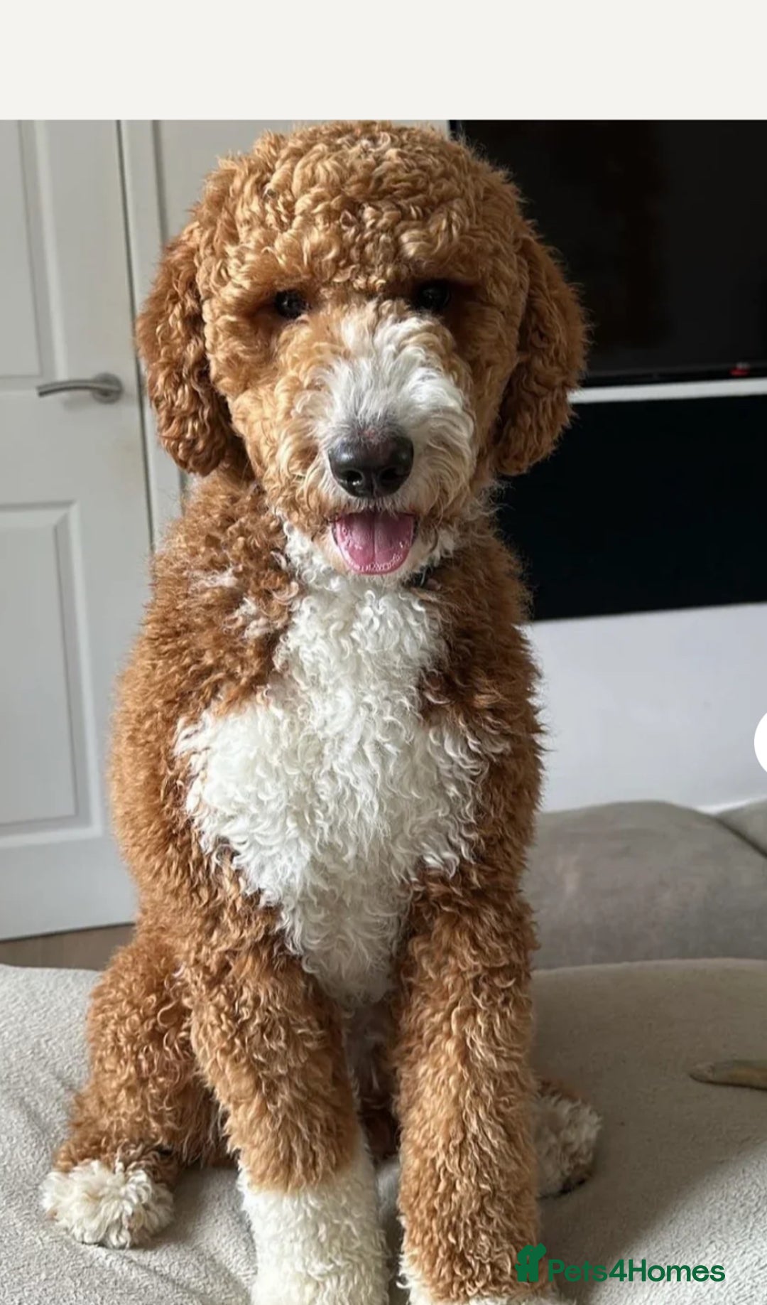 Mixed Breed dogs for sale: ✨ 2 Labradoodle x Australian Labradoodle Puppies  - Image 8