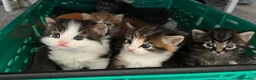 Mixed Breed cats for sale: Adorable fluffy kittens - Advert 2